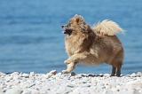 SPITZ ALLEMAND 363